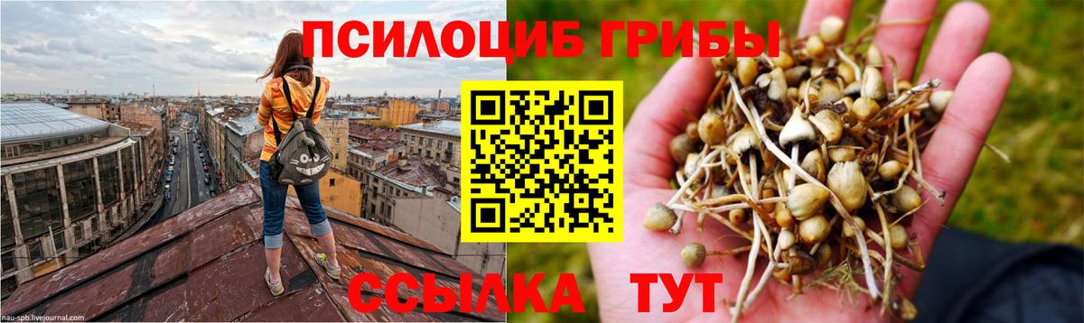 Псилоцибиновые грибы Psilocybine cubensis Кызыл